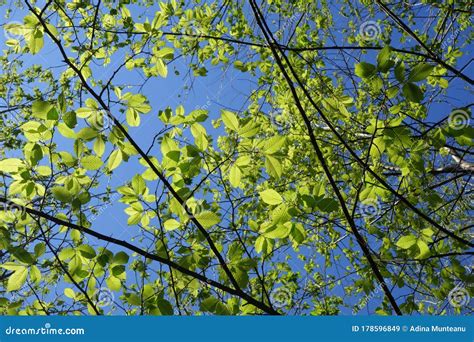 Beech Tree Branches With New Green Leaves In Spring Stock Image Image