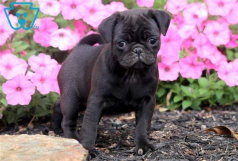 Pumpkin Pug Puppy For Sale Keystone Puppies Baby Pugs For Sale Pug