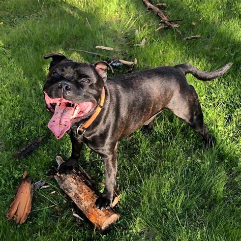 Sticks Are Just The Best The Bigger The Better Dog Dogsofinstagram