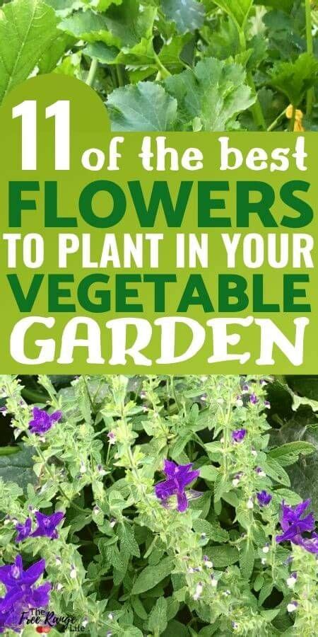 11 Best Flowers For Your Vegetable Garden Garden Plants Vegetable