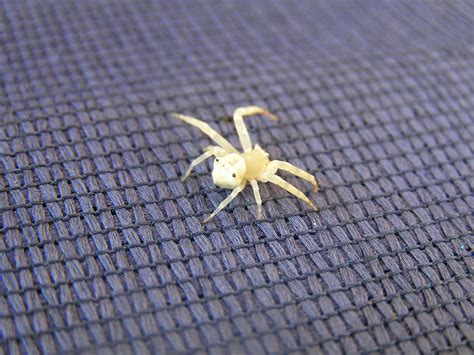 White Mutant Spider Free Photo Download Freeimages