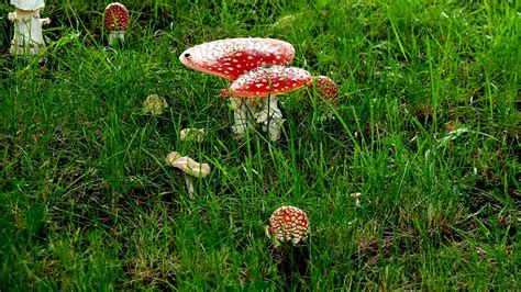 Fliegenpilze Pilze Rot Kostenloses Foto Auf Pixabay Pixabay