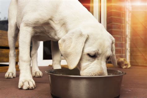 Use the feeding chart as a starting point. Why Amino Acids Are Important to Your Dog's Health - The ...