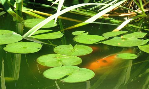 Do You Want To Build A Natural Fish Pond In Your Backyard Worldwide