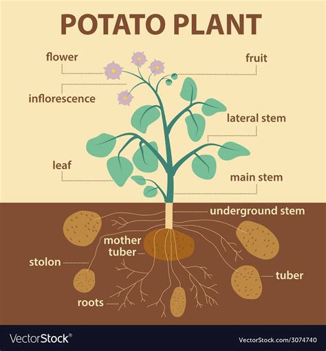 Illustration Showing Parts Of Potato Platnt Agricultural Infographic