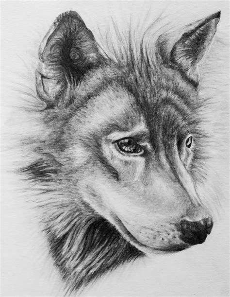 Wolf Drawing By Dannyhouse On Deviantart