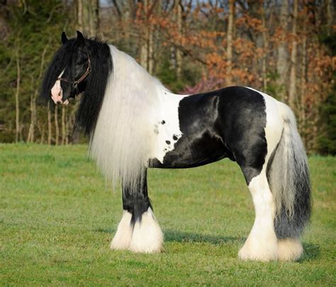 7 Fascinating Facts About The Gypsy Vanner Horse Horse Spirit