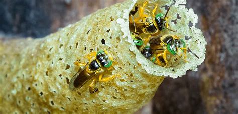 Beehive Monitoring Track Your Stingless Bees By Modern Beekeeping