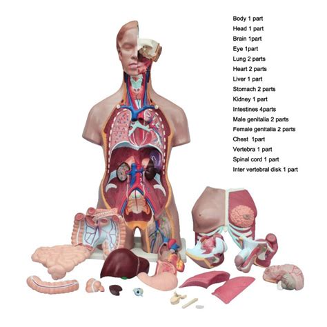 Human Anatomy Life Size Unisex Torso Model Learningstore Singapore