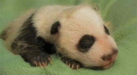 Peaceful Panda Cub Debuts In Atlanta Zooborns