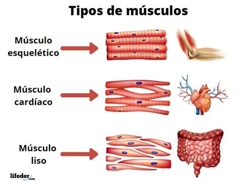 Tipos De Músculos Características Funciones Y Clasificación