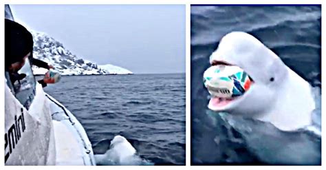 Beluga Whale Plays Fetch With South African Boat Crew Near The North