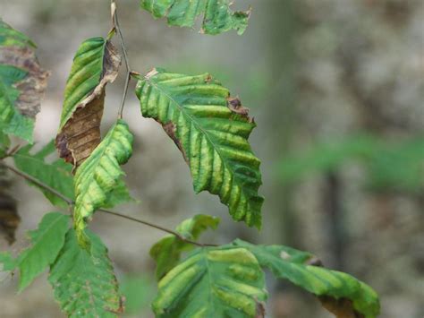 Beech Leaf Disease A New Threat To Connecticut Ctpa Connecticut