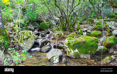 Moss Rocks Trees Hi Res Stock Photography And Images Alamy