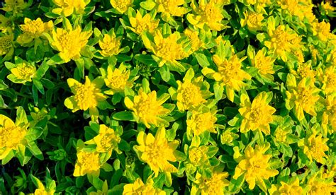 Free Images Tree Nature Meadow Leaf Flower Yellow Flora Plants
