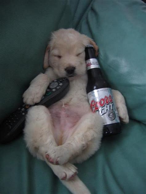 Cool Animals Pictures Cool Drunk Animals