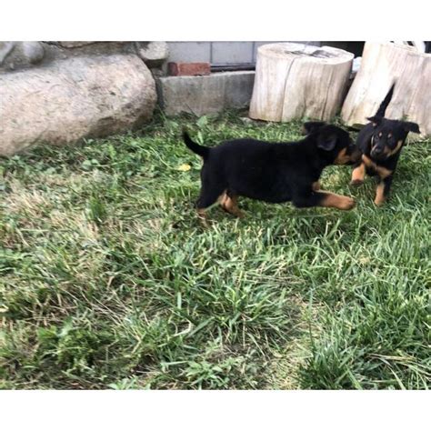 Males are good with children. German Shepherd Rottweiler Mix Puppies in Temecula ...
