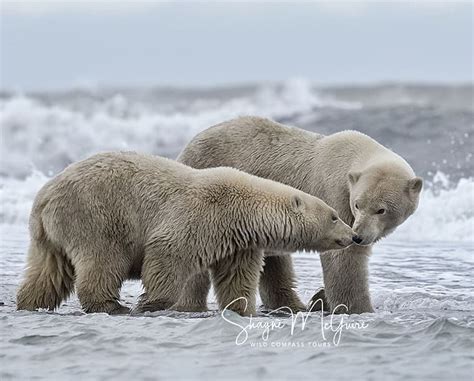 Sub Adult Male And Female Polar Bear Hanging Together We Assumed They