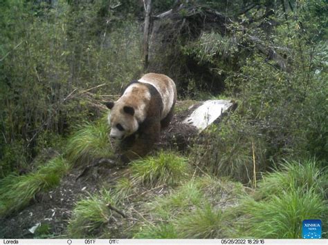 Wild Giant Panda Caught On Camera In China’s Sichuan Focus News