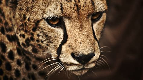 Brown Cheetah Wild Cat Cheetah Animals Hd Wallpaper Wallpaper Flare