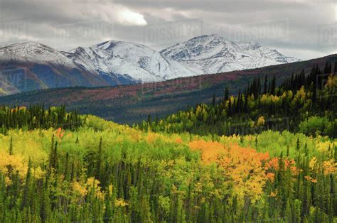 Alaska Range In Autumn Taiga Tundra Denali National Park Alaska