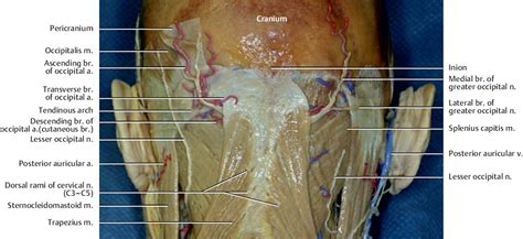 Posterior Neck and Occipital Region | Plastic Surgery Key