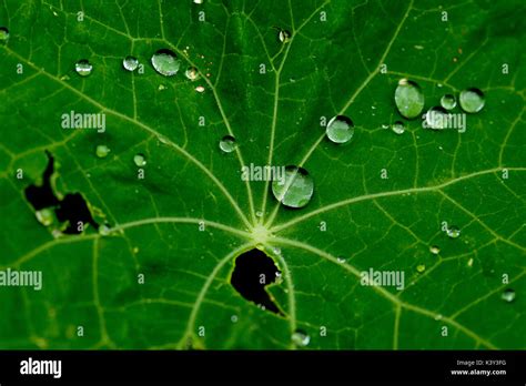 Water Droplets On Nasturtium Leaf Macro Lens Garden Stock Photo Alamy
