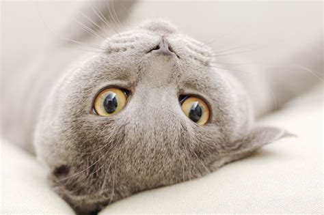 12 Cute Animals Wallpapers Backgrounds Download