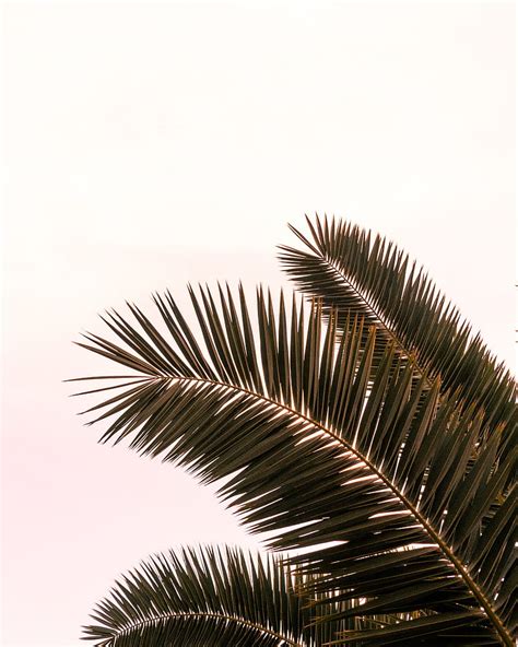 Palm Tree Branches Leaves Plant Sky Hd Phone Wallpaper Peakpx