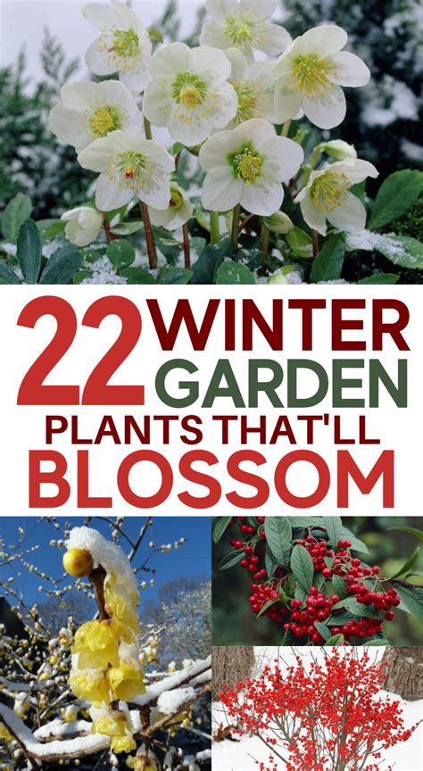 22 Beautiful Winter Flowers That Survive And Bloom In The Cold Winter