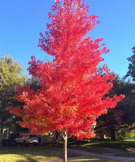 October Glory Maple Live Plant 1 2 Feet Tall Red Maple Tree