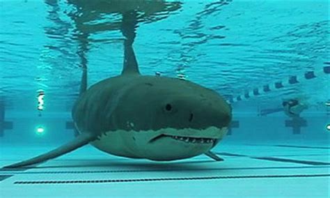 clatto verata hilarious ‘shark pool parody trailer takes bite out of ‘shark night 3 d the