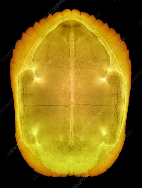 X Ray Of A Turtle Shell Stock Image C0280933 Science Photo Library