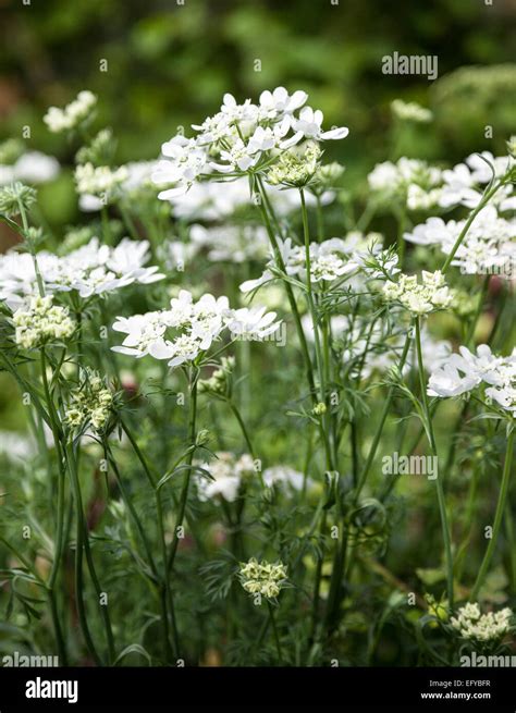 Orlaya Grandiflora White Lace Flower Stock Photo Alamy