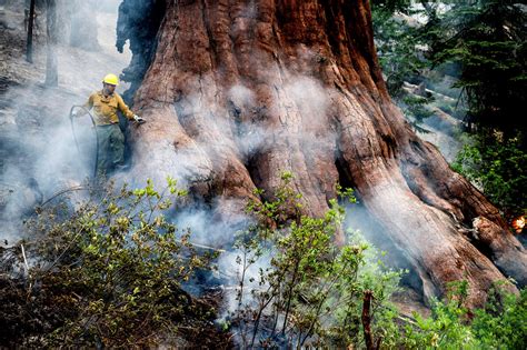 Požiar V Yosemitskom Národnom Parku Ohrozuje Vzácne Sekvoje Sme Minúta