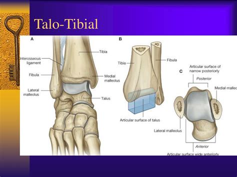 Ppt Ankle And Foot Joint Powerpoint Presentation Id