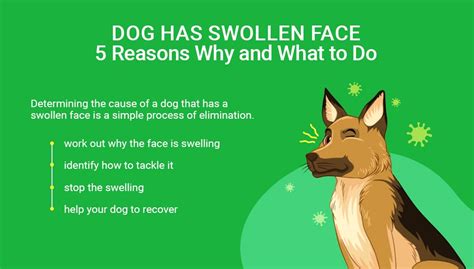 Symptoms Of Red And Swollen Lips In Dogs Ears