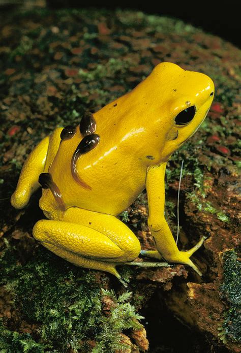 Golden Poison Dart Frog Male Carrying Photograph By Mark Moffett Pixels