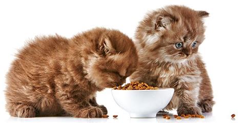 Can cats eat apples as a treat or part of their regular diet? Can Cats Eat Oatmeal and What Are The Benefits for Cats ...
