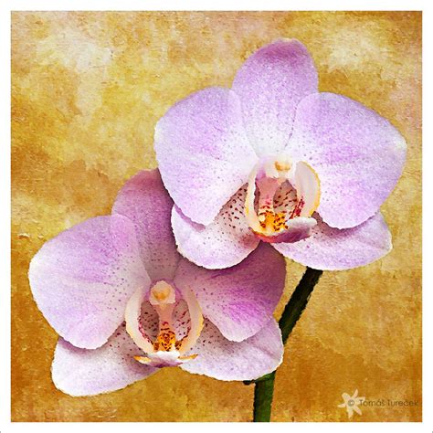 Orchid Painting Orchids Painting Abstract Flower Painting Floral