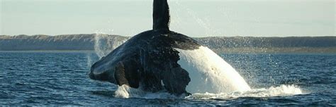 Whales And Humans Whale Facts And Information