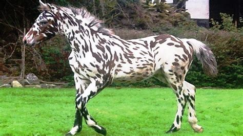 Precious Gems Of The Equine World The Rarest Horses Worldwide Video