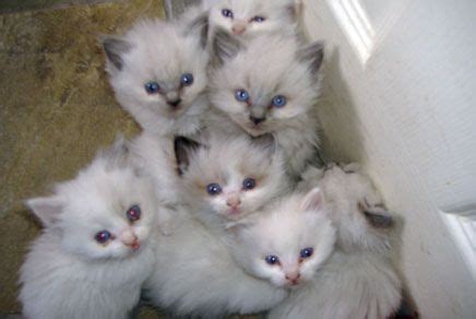 Our kitties have an exquisite china doll face, rather. Ragdoll Kittens For Sale New York NY | Niedliche tierbabys ...