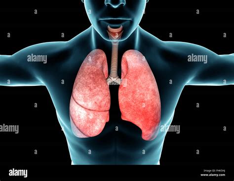 Système Respiratoire Poumons X Ray Lanatomie Du Corps Humain Banque