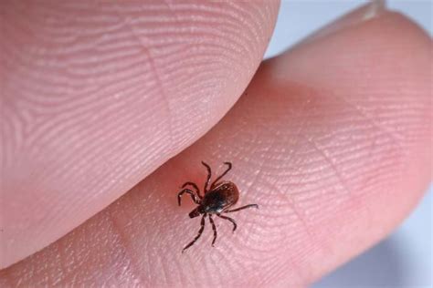 Interesting Tick Facts Permatreat Pest And Termite Control