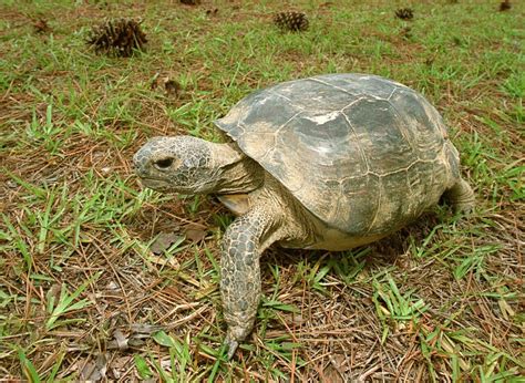 Wildlife Projects Aim To Help Threatened Gopher Tortoise Conserve