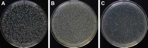 Bacteria Colonies Cultivated On Mueller Hinton Agar Plates From A