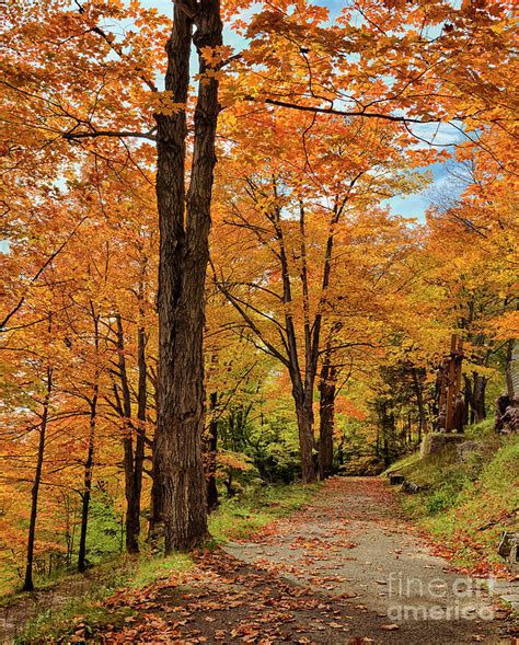 Autumn Walk In The Woods Photograph By Norman Gabitzsch Fine Art America