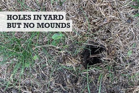 Holes In Yard No Mounds Why Small Random Holes Answer