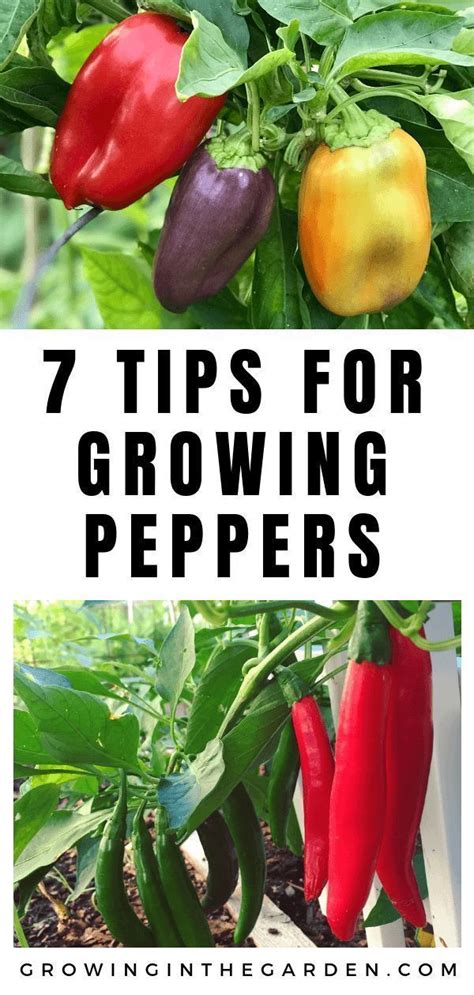 How To Grow Peppers Growing Peppers Growing In The Garden Growing